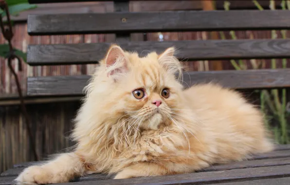 Кошка, шерсть, рыжая