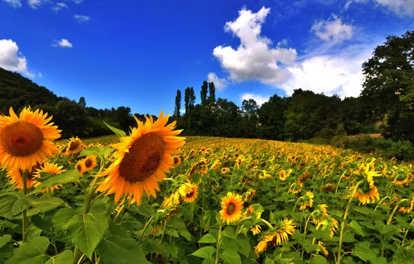 Картинка поле, подсолнухи, природа, Nature, field, sunflowers