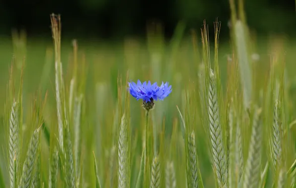 Картинка поле, цветок, синий, колосья, волошка, Василек
