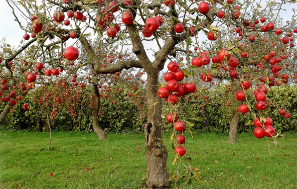 Картинка осень, яблоки, яблони