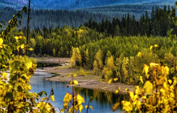 Осень, лес, листья, деревья, ветки, природа, река, берег