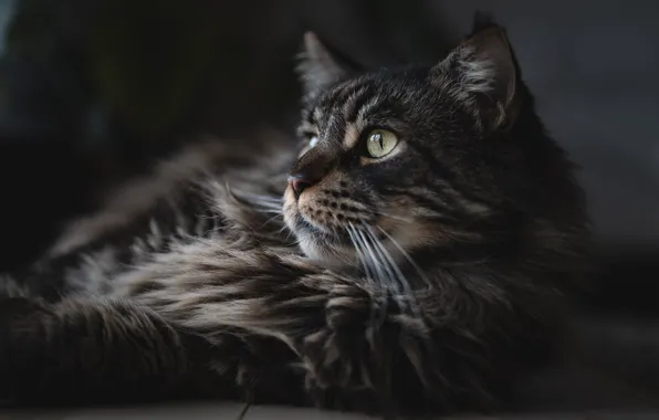 Кошка, кот, взгляд, морда, темный фон, серый, портрет, лежит