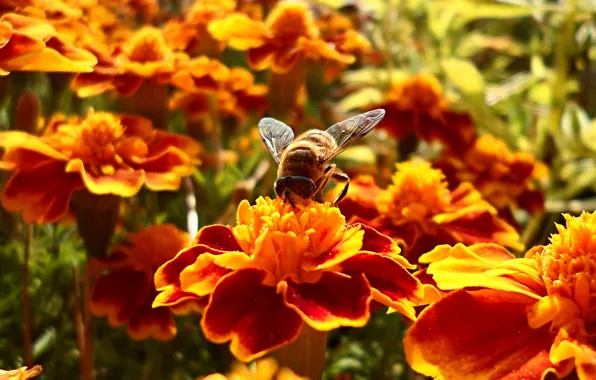 Картинка цветок, лето, цветы, нектар, пчела, боке, bee, wallpaper.