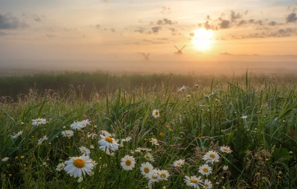 Картинка трава, цветы, туман, восход, рассвет, ромашки, утро, луг