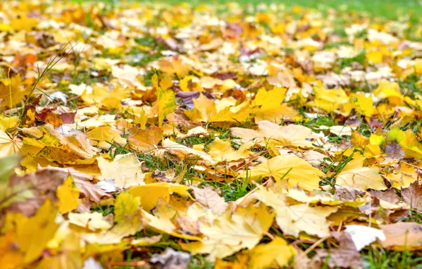 Осень, трава, листья, colorful, клен, yellow, autumn, leaves