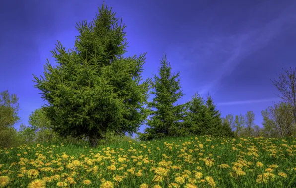 Картинка небо, трава, деревья, цветы, голубое, поляна, желтые, одуванчики