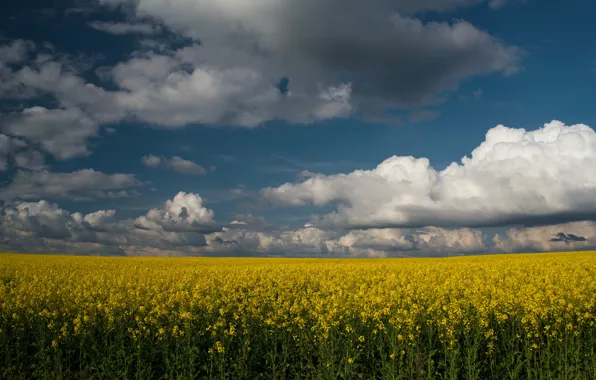 Картинка природа, поле, небо, желтый, облака