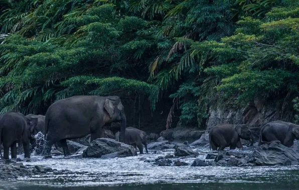 Картинка animal, wildlife, Elephas Maximus Borneensis, Borneo Pygmy Elephant