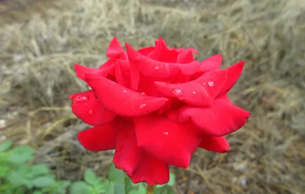 Фон, роза, Meduzanol ©, лето 2018
