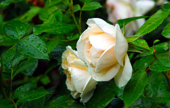 Rose, flower, blooming