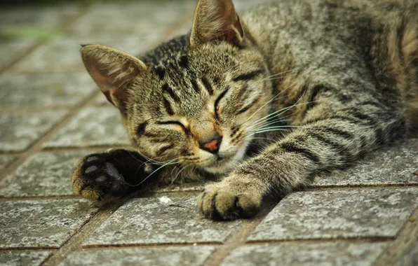 Картинка кошка, кот, лежит, полосатый