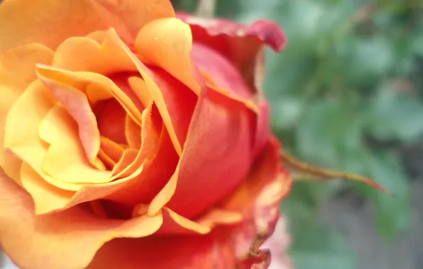 Макро, цветы, Роза, оранжевая