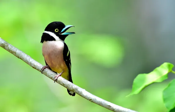 Forest, bird, branch, wildlife, broadbill