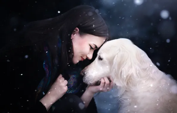 Картинка девушка, снег, лицо, собака, друзья, Голден ретривер, Золотисиый ретривер