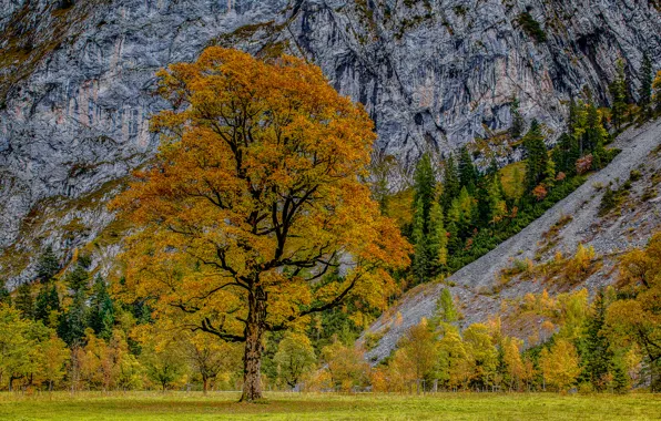 Картинка осень, деревья, горы