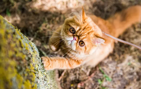 Кошка, кот, взгляд, свет, природа, поляна, камень, столб