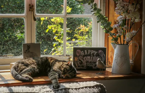 Картинка кошка, кот, цветы, окно, лежит, ваза, подоконник, отдыхает