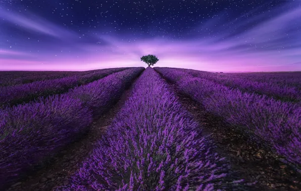 ДЕРЕВО, НЕБО, ПОЛЕ, ЗВЁЗДЫ, ЦВЕТЫ, ЛАВАНДА, фотограф Lluis de Haro Sanchez