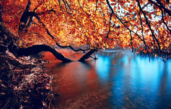 Картинка осень, ветки, природа, река, гладкость