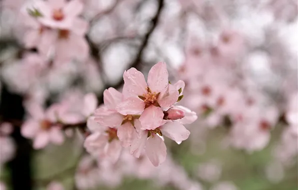 Nature, Tree, Spring, beauty, Blossom