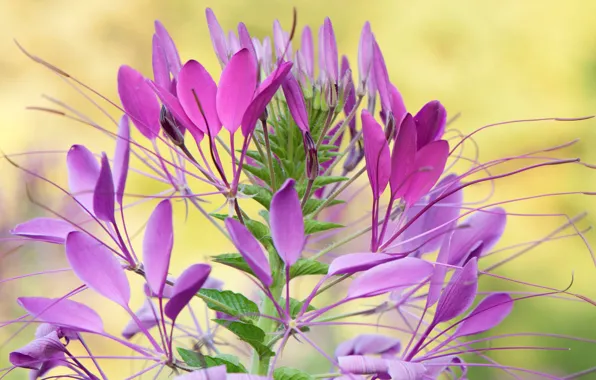 Картинка цветы, природа, растение, лепестки