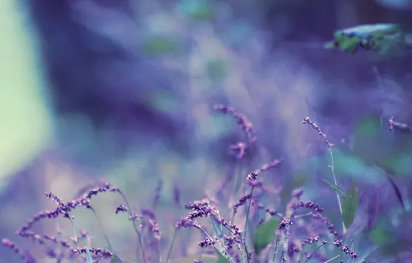 Картинка фиолетовый, листья, цветы