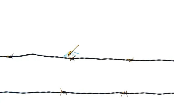 White, wire, dragon-fly