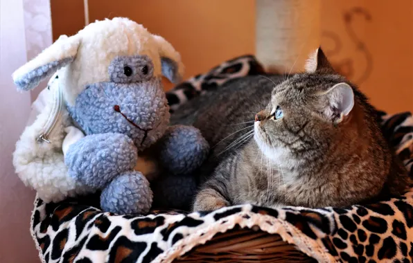 Кошка, кот, взгляд, морда, поза, серый, игрушка, портрет
