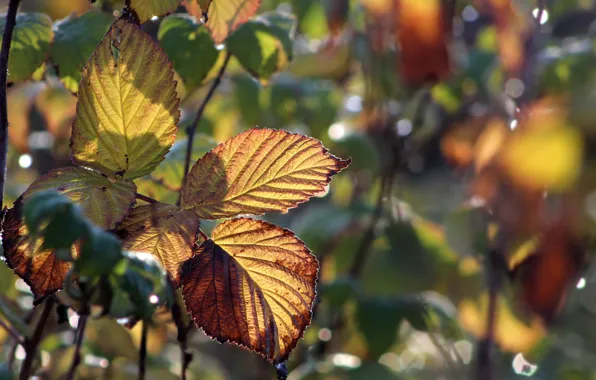 Autumn, leaf, plant, twig