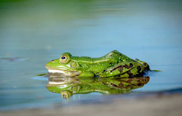 Вода, лягушка, зеленая, водоем, боке