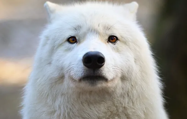Nature, predator, animal, wolf, wildlife, portrait, surprise, portrait.