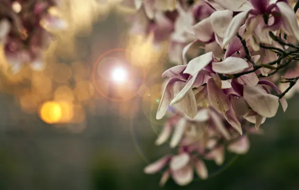 Свет, цветы, природа