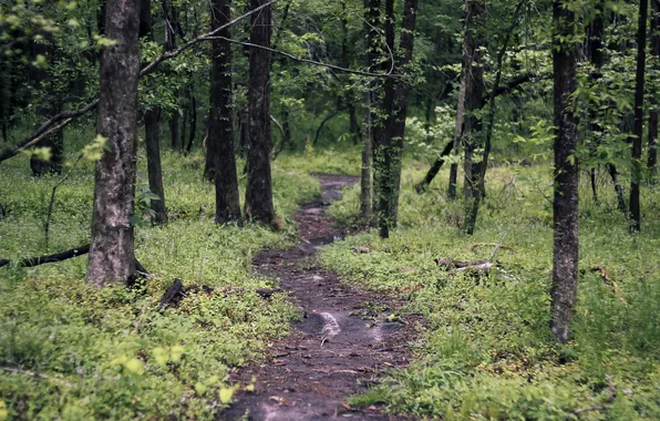 Лес, деревья, природа, тропинка