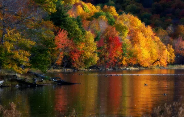Осень, деревья, пейзаж, природа, утки, время года
