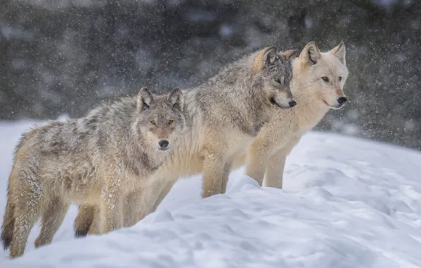 Картинка white, animals, wildlife, mammal, carnivore, gray wolf