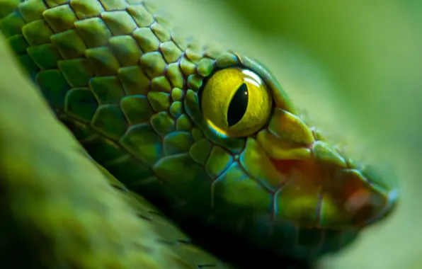 Green, snake, eyes, scales