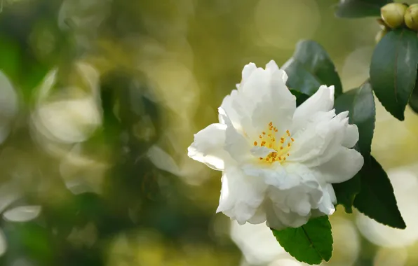 Листья, природа, лепестки, камелия