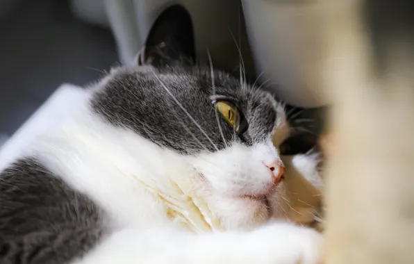 Кошка, кот, взгляд, морда, поза, серый, лежит, котэ