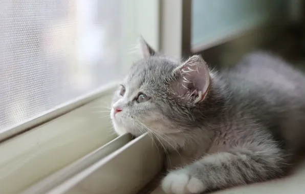 Картинка пушистый, подоконник, котёнок, смотрит в окно