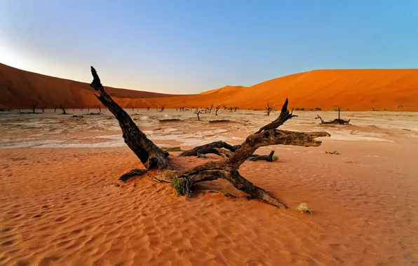 Пейзаж, пустыня, Горизонт, Landscape, Намибия, Namibia, Desert, мертвое дерево