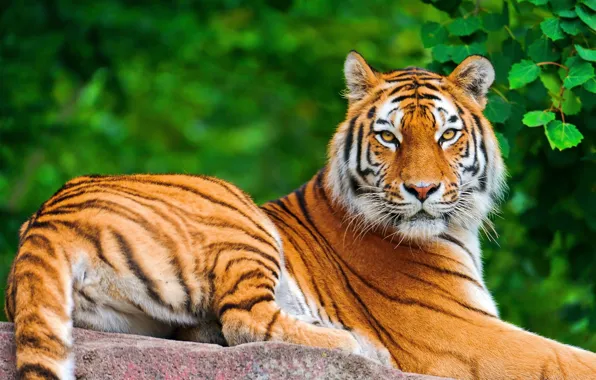 Картинка взгляд, морда, тигр, листва, камень, лежит, позирует, большая полосатая кошка