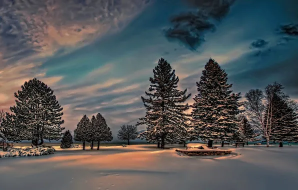 Картинка зима, снег, парк, ели, сумерки