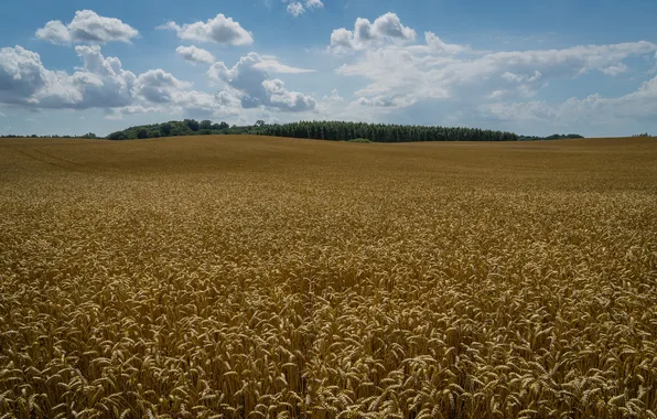 Пшеница, поле, колосья, Швеция, Sweden, Klågerup