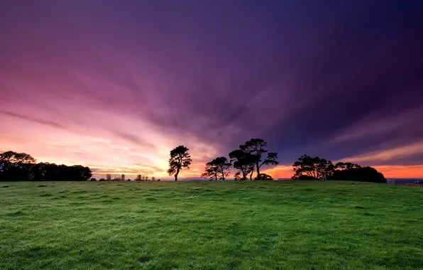 Картинка небо, трава, цвета, деревья, закат, природа, фото, обработка