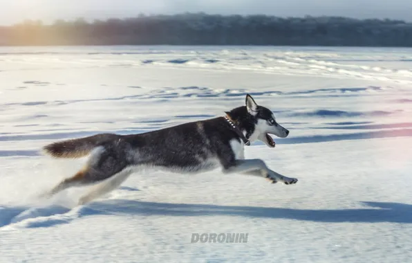 Картинка зима, снег, прыжок, собака, бег, хаски, photographer, Denis Doronin