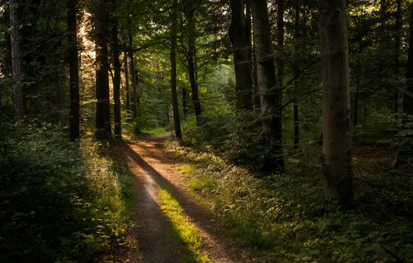 Картинка лес, Германия, дорожка, солнечный свет, Kräherwald
