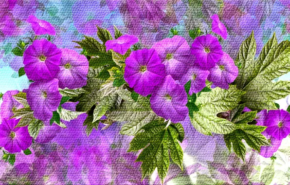 Grafika, petunia, kwiaty