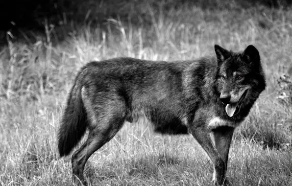 Картинка nature, predator, animal, wolf, wildlife, portrait, portrait., Canis lupus. face