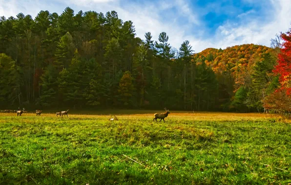 Осень, лес, трава, солнце, деревья, поляна, США, олени