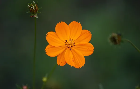 Картинка цветок, flower, боке